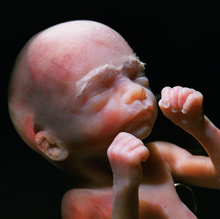 a fetus at 30 weeks gestation with their fists held up near theri face