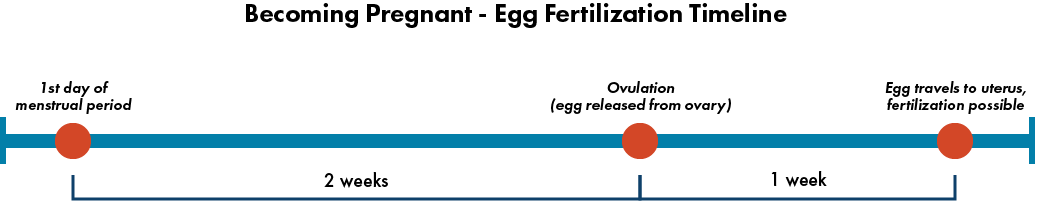 Timeline of the egg fertilization process